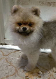 Volpino nano di Pomerania (Spitz tedesco)