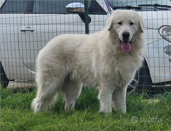 Pastore Maremmano Abruzzese