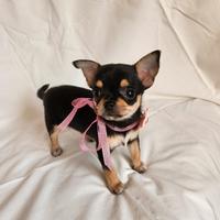 Chihuahua mini maschio