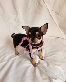 Chihuahua mini maschio