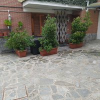 Piante da giardino