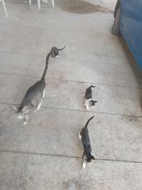 Gatti la razza mettici eta ancora piccoli
