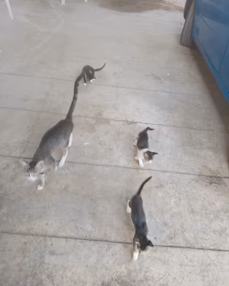 Gatti la razza mettici eta ancora piccoli