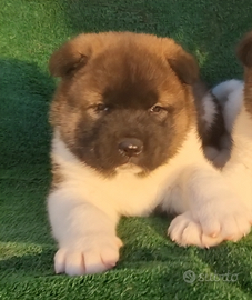 Maschietto akita americano