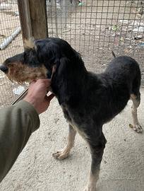 Segugio italiano pelo forte di Pompiano