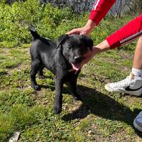Cuccioli di Labrador
