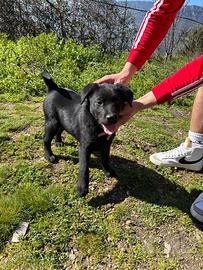 Cuccioli di Labrador