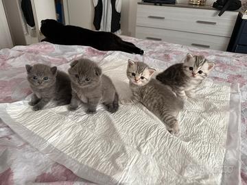 Gattine Scottish/British Fold