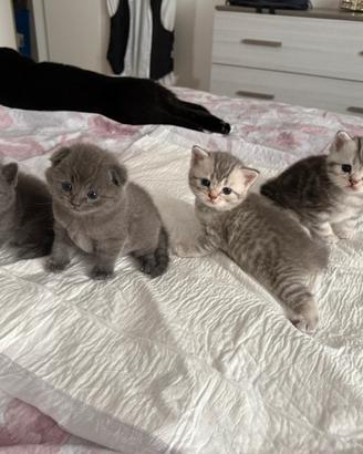 Gattine Scottish/British Fold