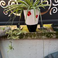 Pianta ragno in vaso ceramica nuovo