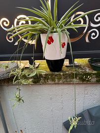 Pianta ragno in vaso ceramica nuovo