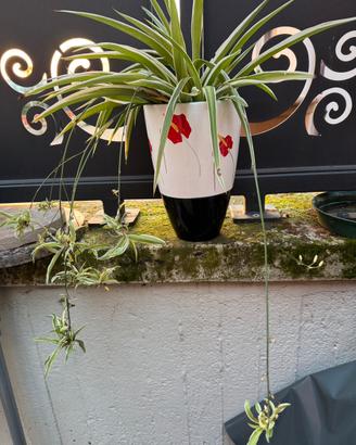 Pianta ragno in vaso ceramica nuovo