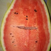 Cuoco Aiuto Cuoco Provincia di Parma