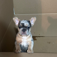 Cuccioli bulldog francese