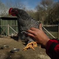 Galline Amrock di montagna taglia grande