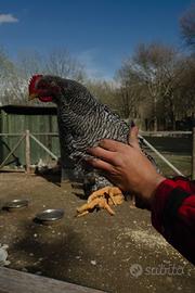 Galline Amrock di montagna taglia grande