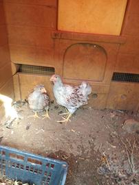 Galline wayndotte