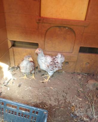 Galline wayndotte