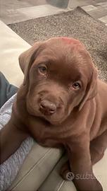 Labrador Retriever con pedigree figli di campioni