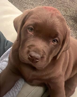 Labrador Retriever con pedigree figli di campioni