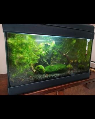 Acquario 25 lt