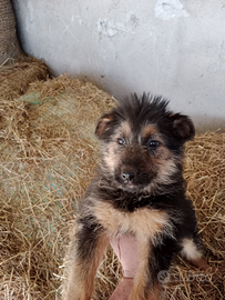 Ultimi 2 cuccioli figli di pastore tedesco