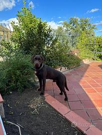 Labrador maschio per MONTA