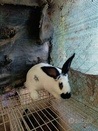 Femmine papillon
