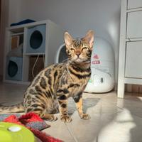 Ultimissimo gattino bengala Brown 5 mesi