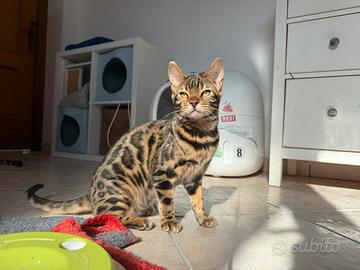 Ultimissimo gattino bengala Brown 5 mesi