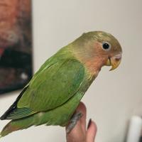 Allevato a mano ultimo pullo