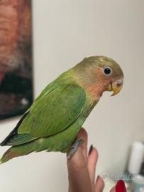 Allevato a mano ultimo pullo