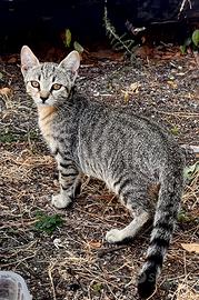 Gatto nero