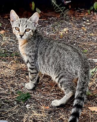 Gatto nero