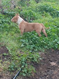 American bully Pocket