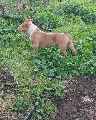 American bully Pocket