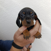 Cucciola bassotto kaninchen pedigree