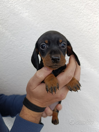 Cucciola bassotto kaninchen pedigree