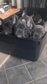 Cuccioli di bulldog francese