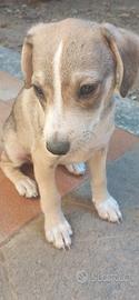 Cuccioli meticci