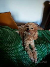 Cucciolo di Barboncino Toy