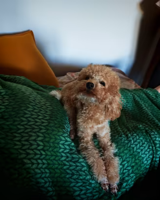 Cucciolo di Barboncino Toy