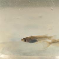 Giovani Medaka platinum, ritira in Monza-Brianza