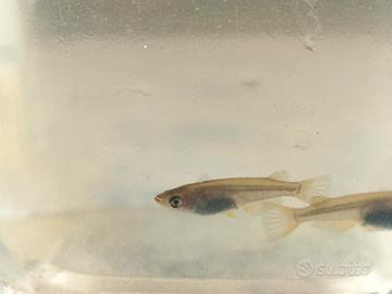 Giovani Medaka platinum, ritira in Monza-Brianza