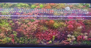 caridine e potature di T. S. 