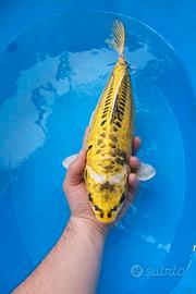 CARPA KOI Midorigoi Doitsu esemplare RARO