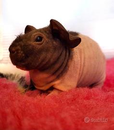 CAVIA SKINNY cuccioli con pedigree