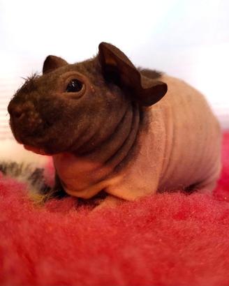 CAVIA SKINNY cuccioli con pedigree