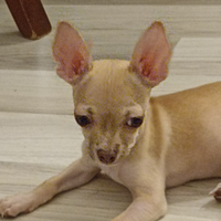 Chihuahua