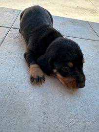 Cuccioli di bassotto tedesco